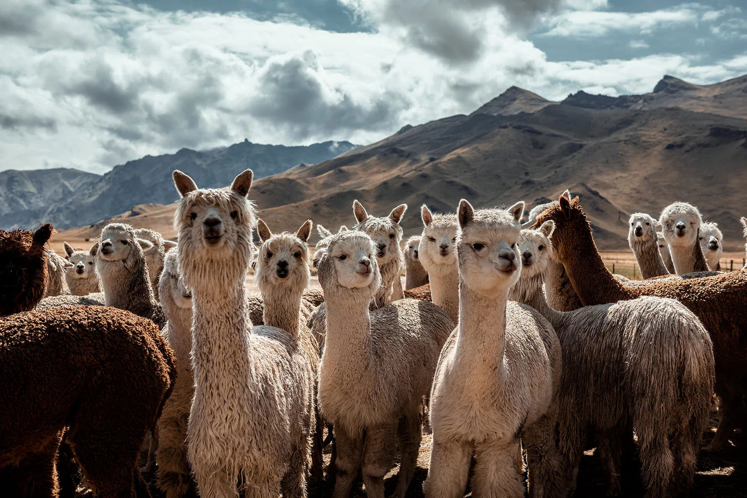 EL MUNDO DE LA ALPACA