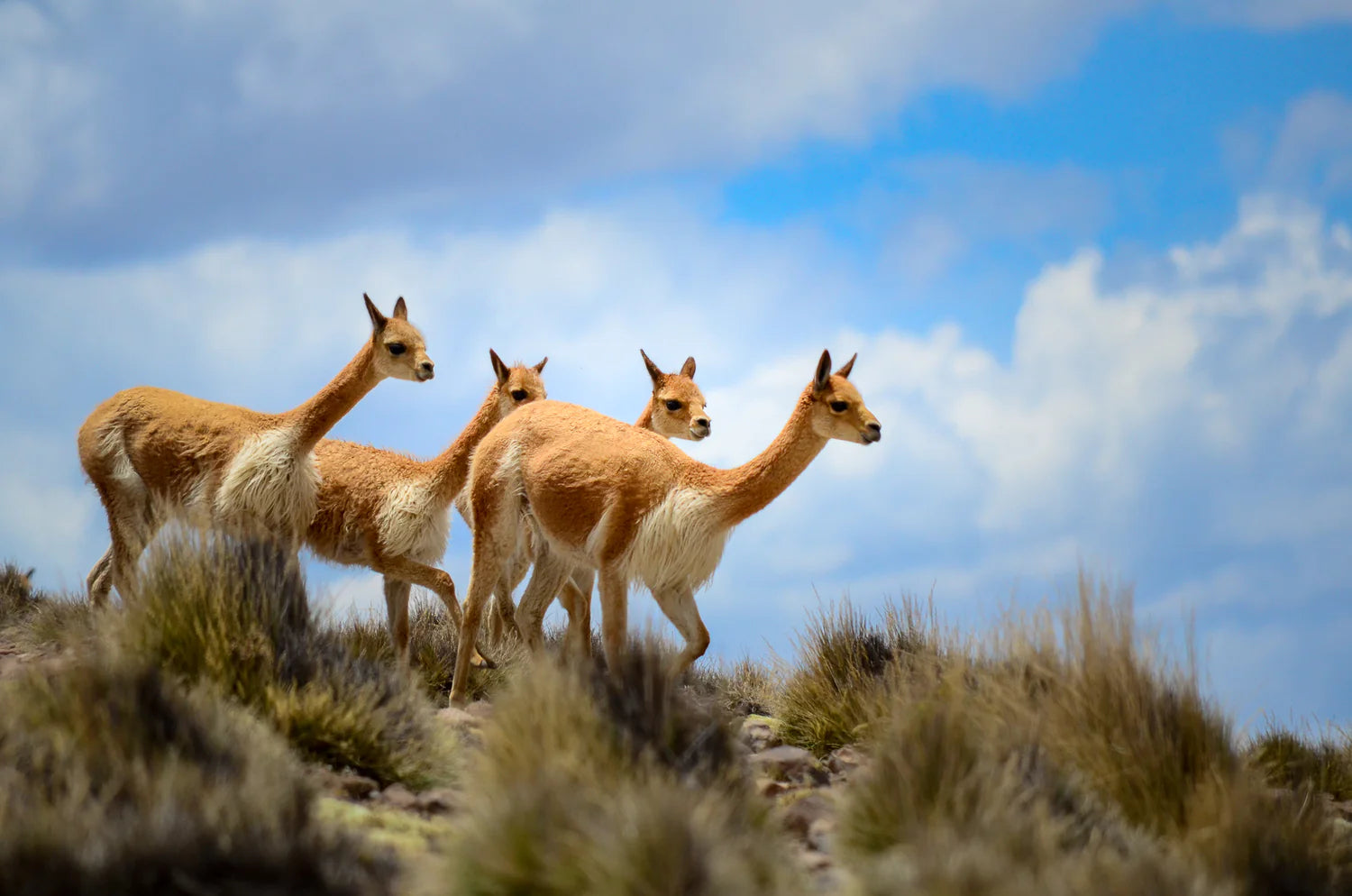 LA VICUÑA